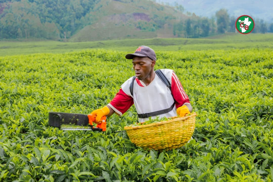 Burundi tea