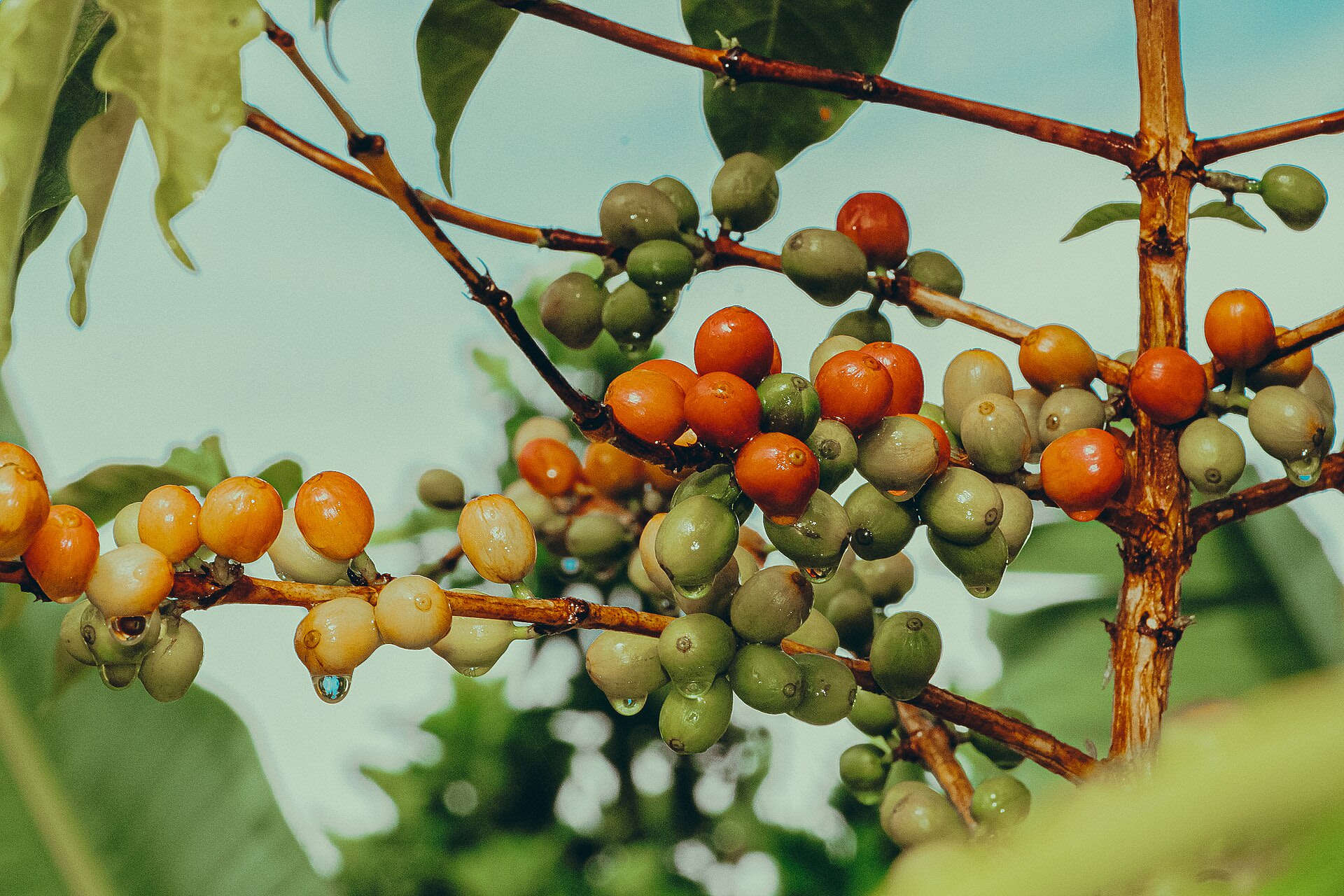 Fresh East African coffee
