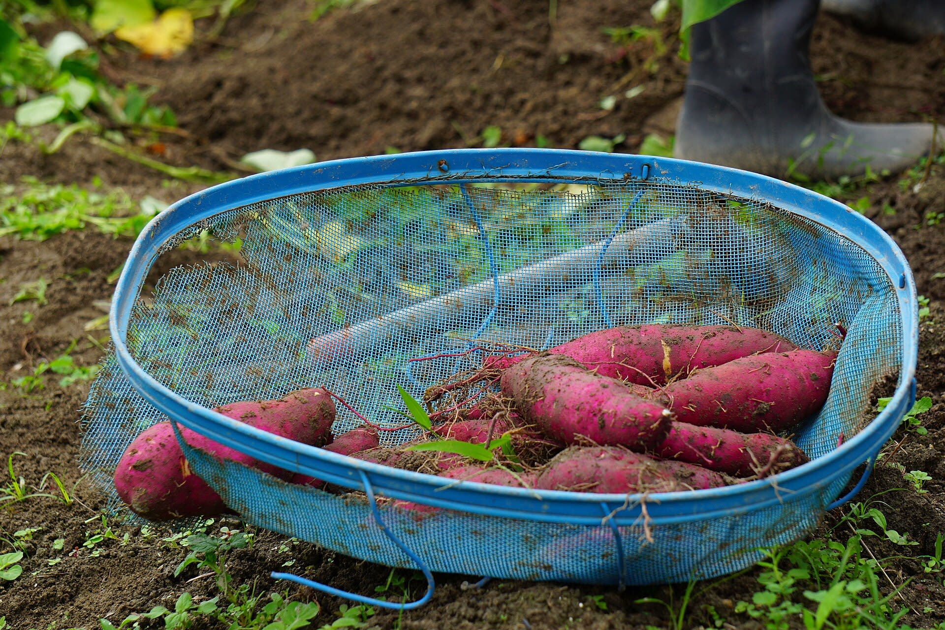 Sweet Potatoes