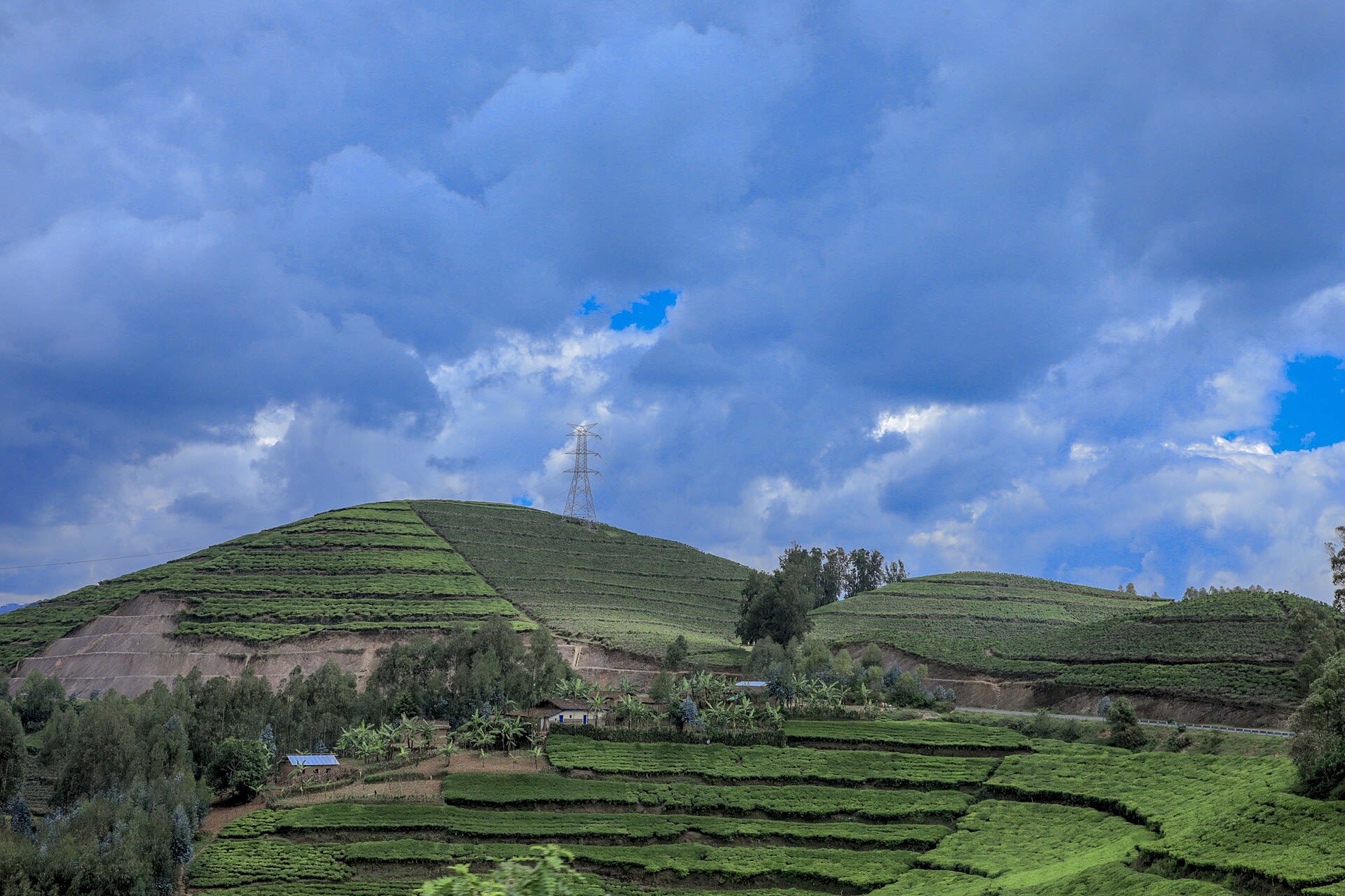 Tea slopes above the valley