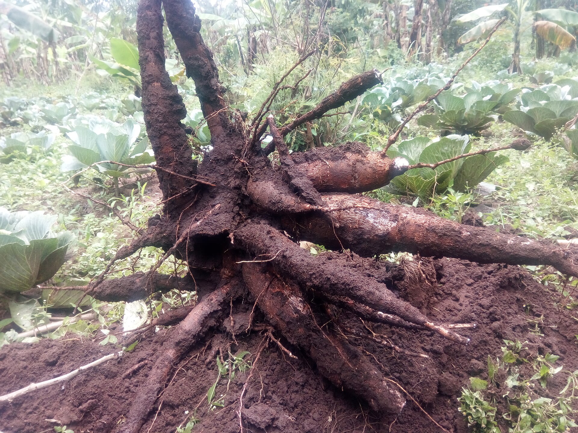 Freshly dug cassava