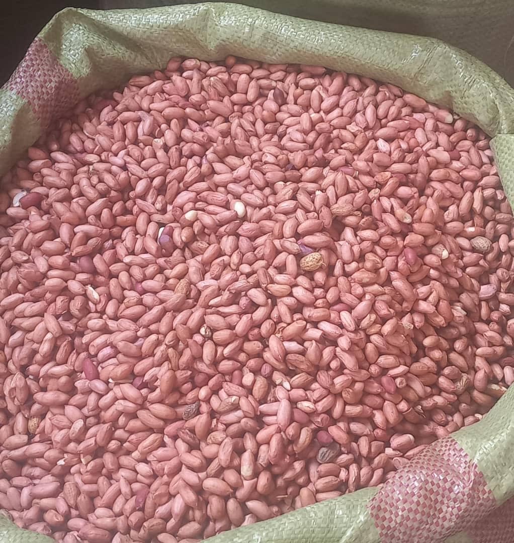 Raw red-skin groundnuts