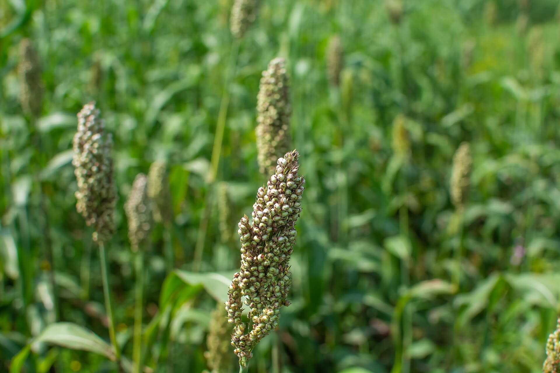 Sorghum heads