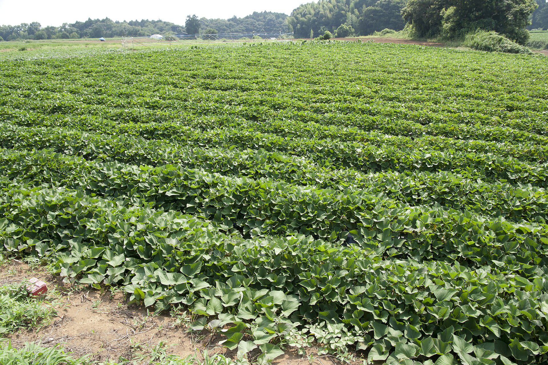 Sweet potato field